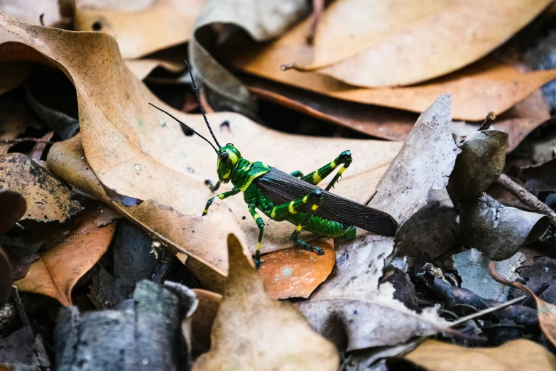 the green insect is on top of a yellow leaf