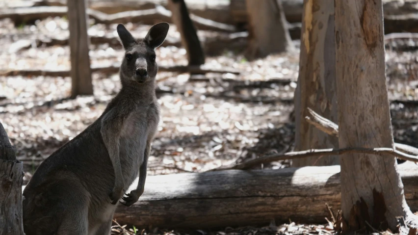 a kangaroo sitting on the ground near some trees