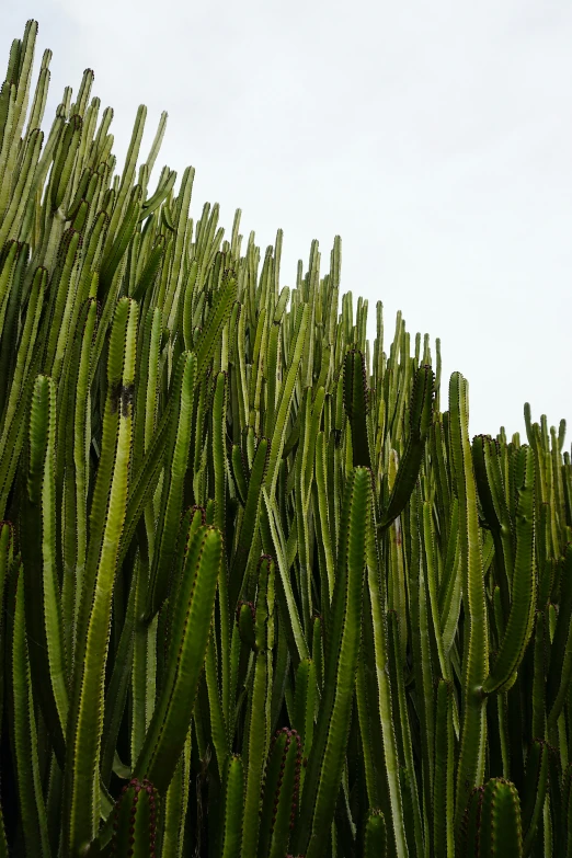 a plant is sitting on the roof of a building