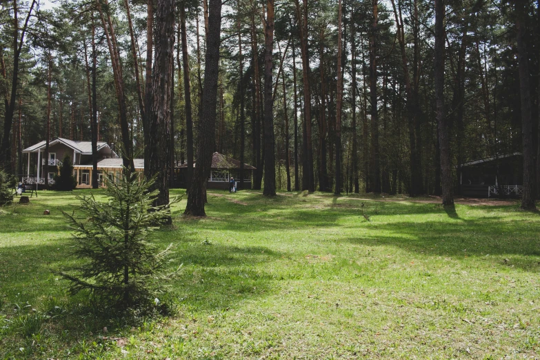 a lawn and some trees in the middle of a yard