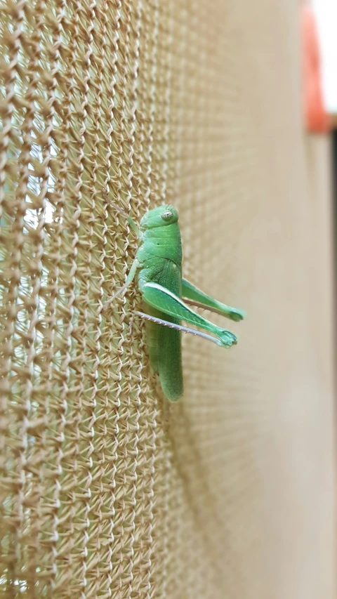 a green sculpture sitting on the side of a sheer curtain