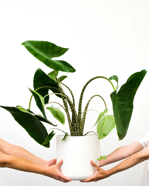 two hands holding a plant up to a white vase