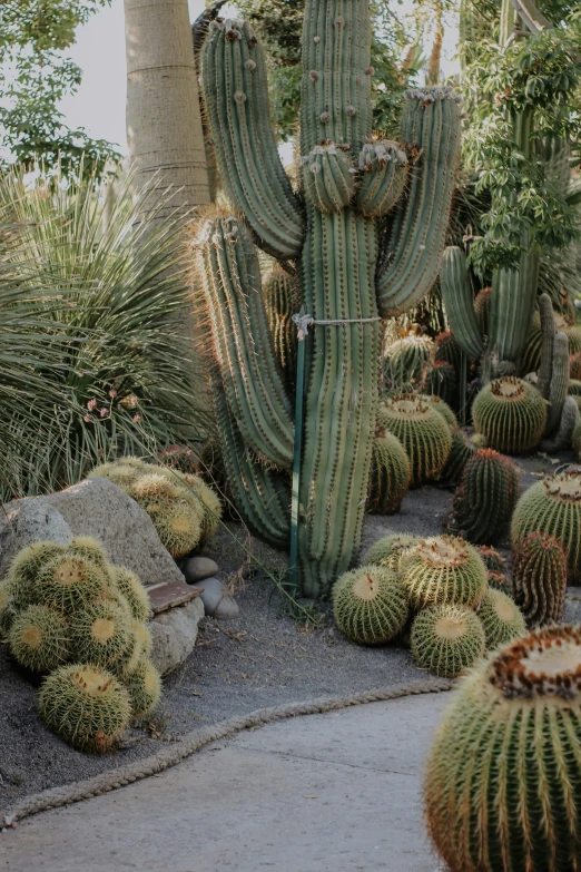 several large cactus plants in a garden near the rocks