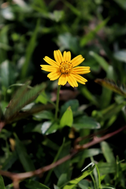 a single yellow flower with green leaves around it