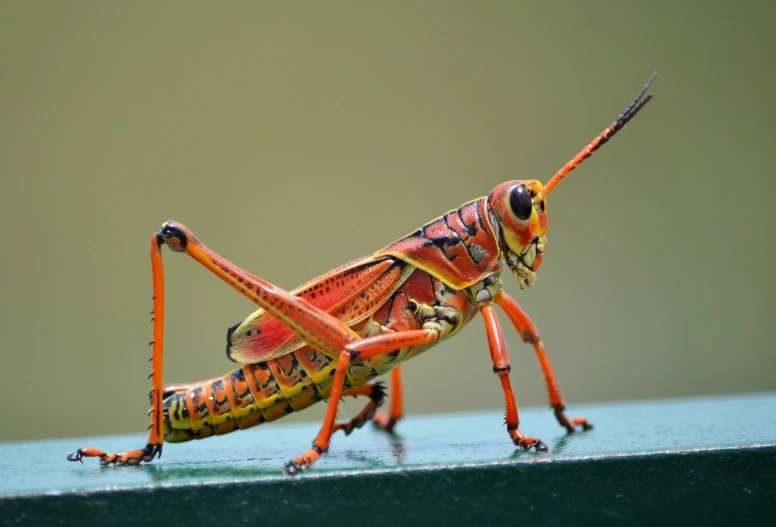 a colorful insect that is on the ground