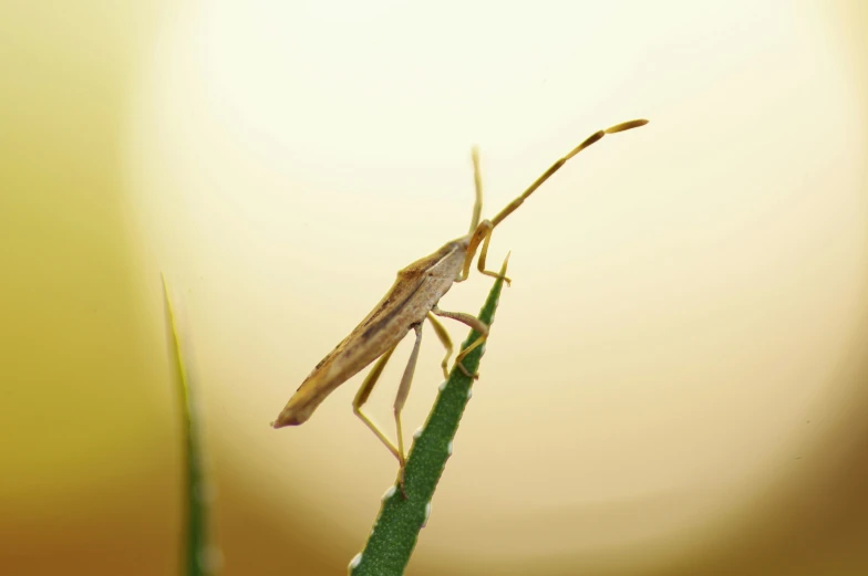 a close up view of an insect on a small plant