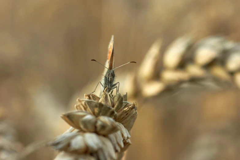 a bug is perched on top of some plant