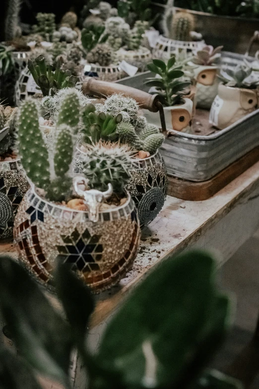 a potted cactus sitting on top of a table