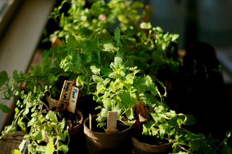 small plants in pots with tags placed on them
