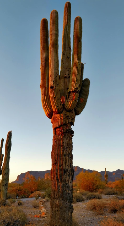 large cactus cactus, with an intense looking sky background