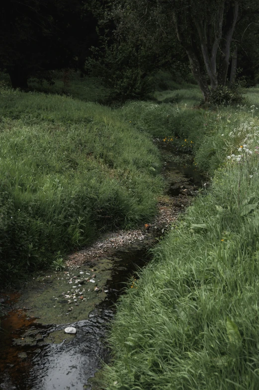 an image of a stream running through the grass