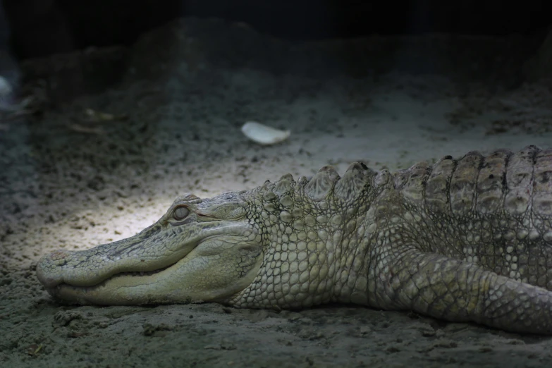 a large alligator laying in the sand on the sand