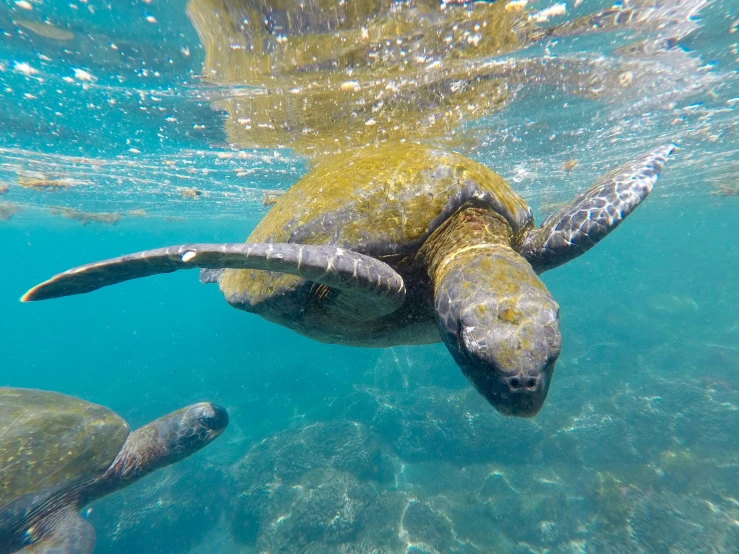 a turtle in the water with its head under the surface