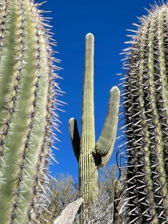 a big cactus with a sky background