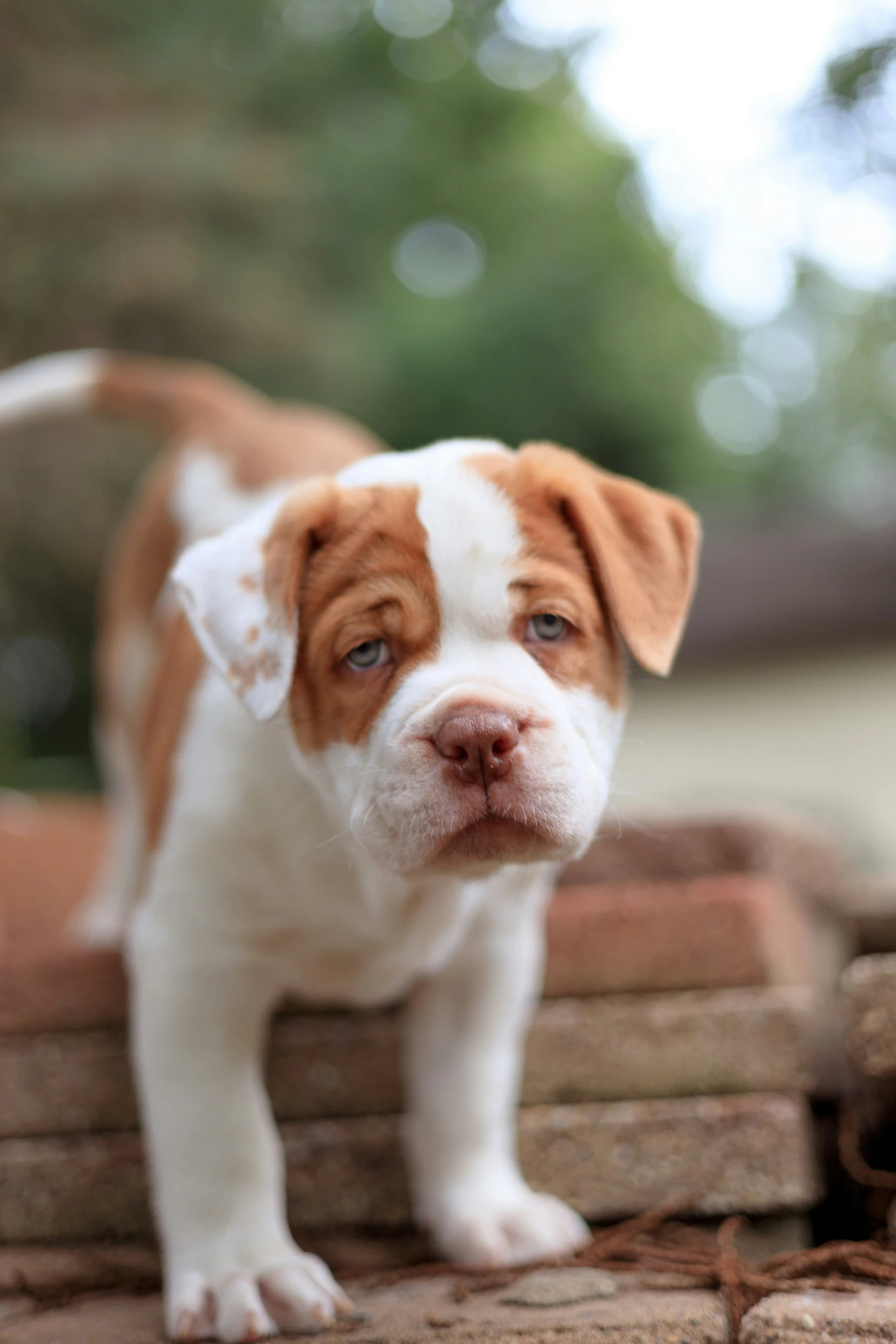 a small white and brown puppy stands on brick