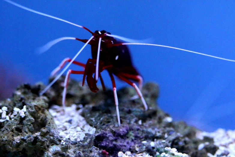 a closeup po of a red lobster