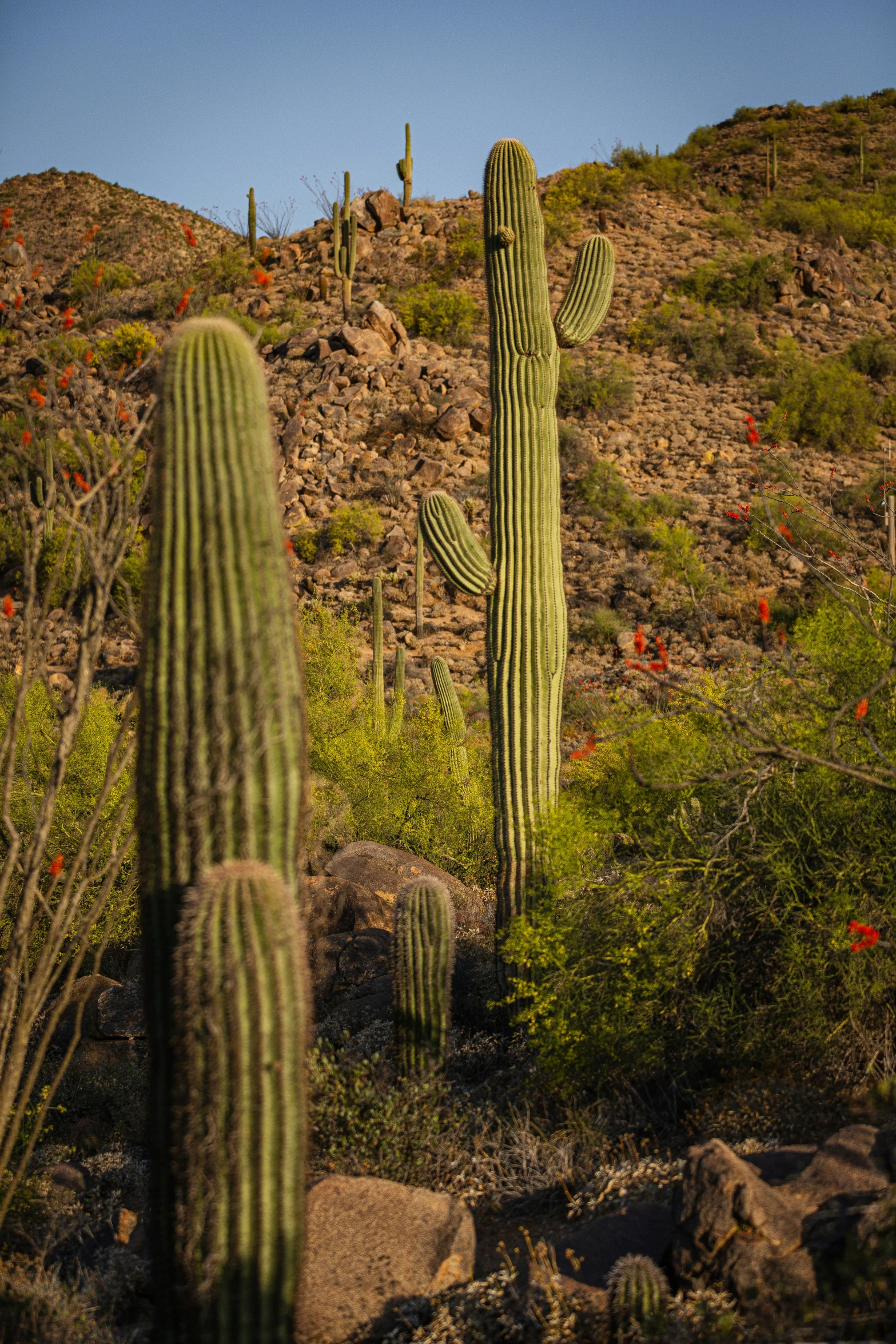 there is a large green cactus on the mountain side