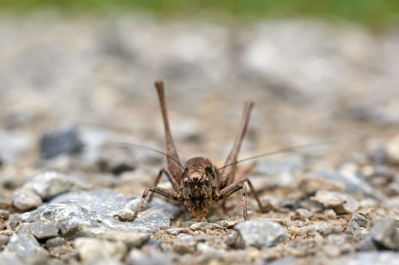 a small spider on the ground with rocks