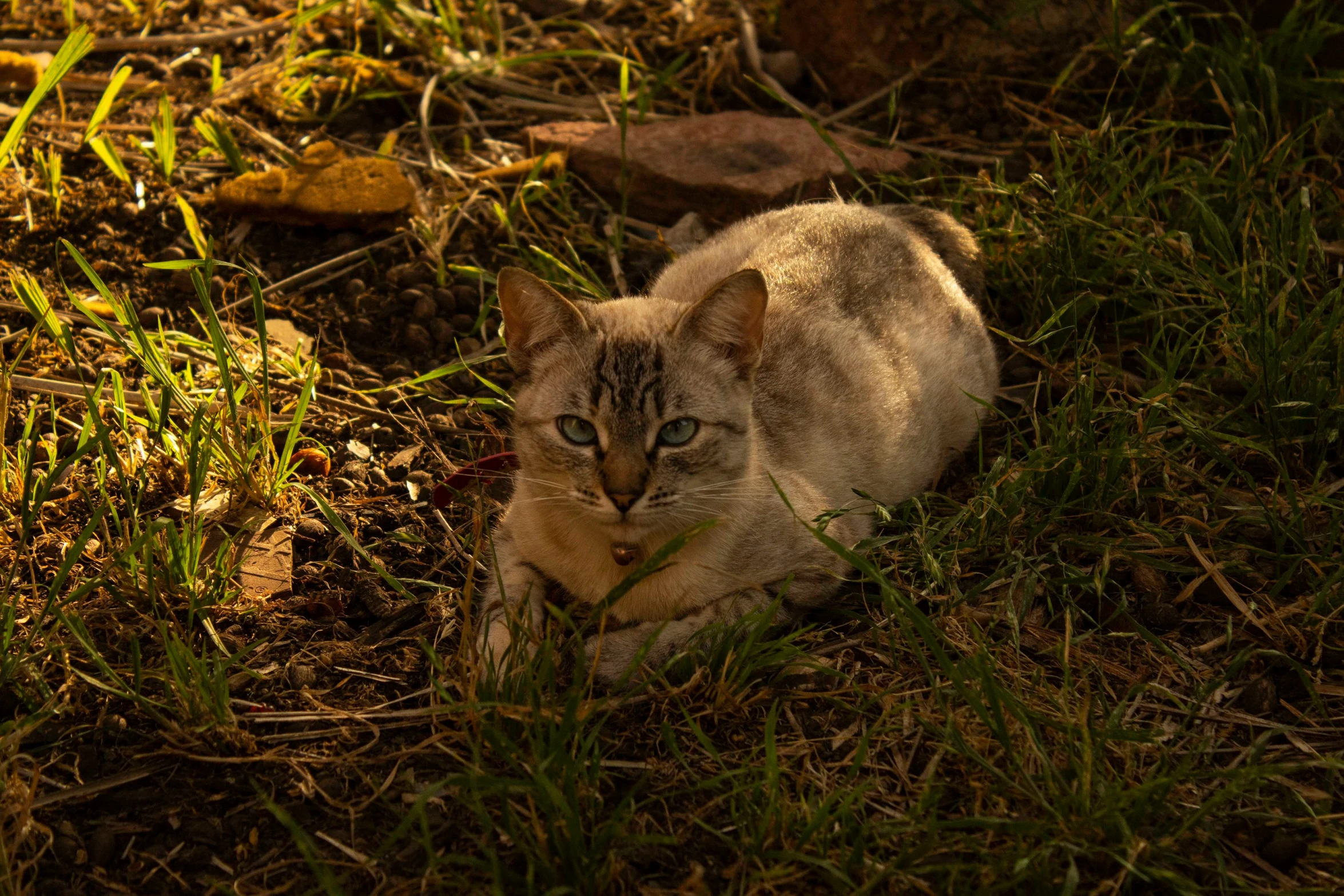 a young cat laying on top of grass