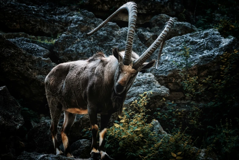 a horned animal stands amongst rock - covered mountains