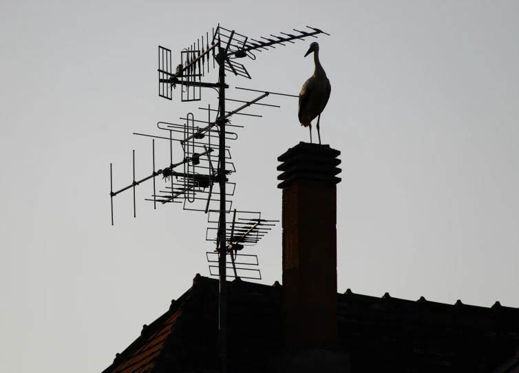 a bird perched on top of a television set