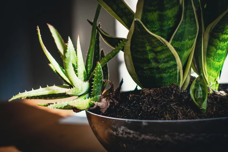 a green plant sitting in a black pot