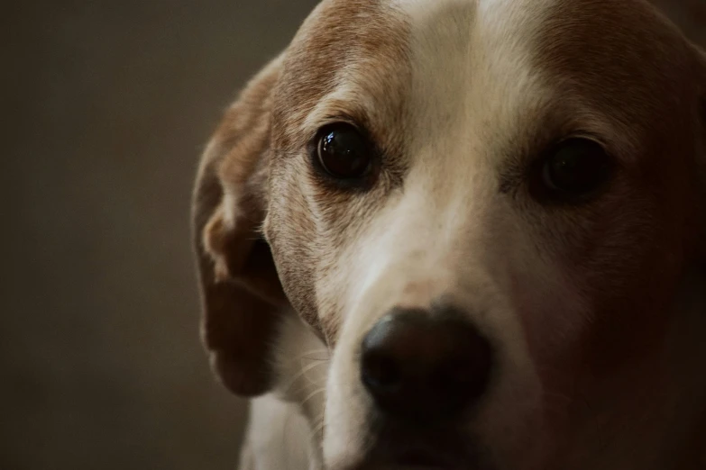 a brown and white dog looking at the camera