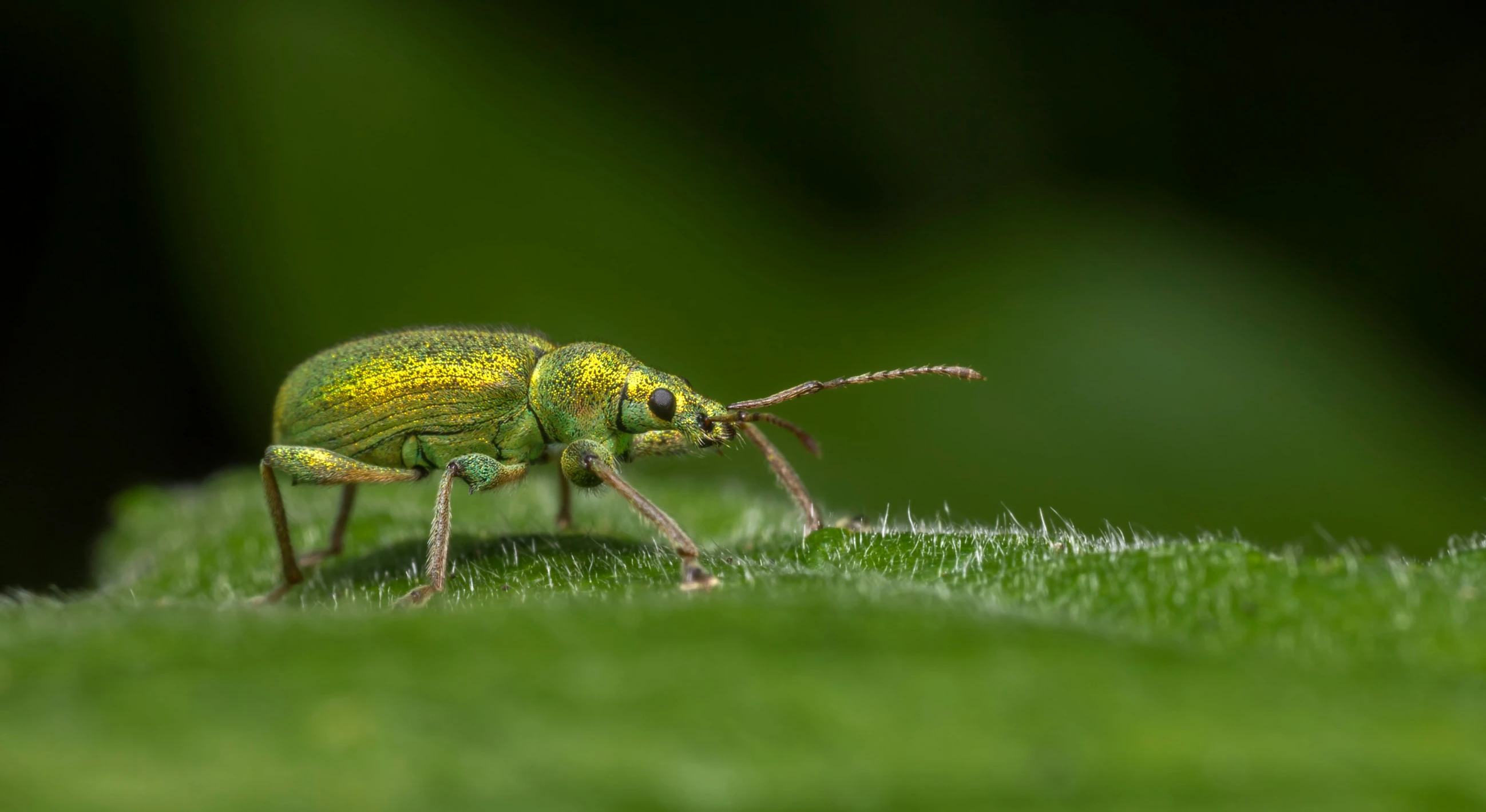 the insect is standing on the grass