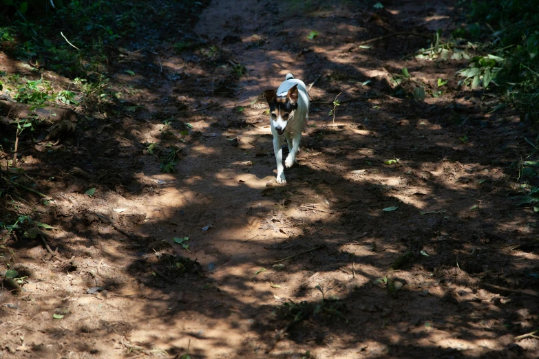 the dog has a leash tied to his back