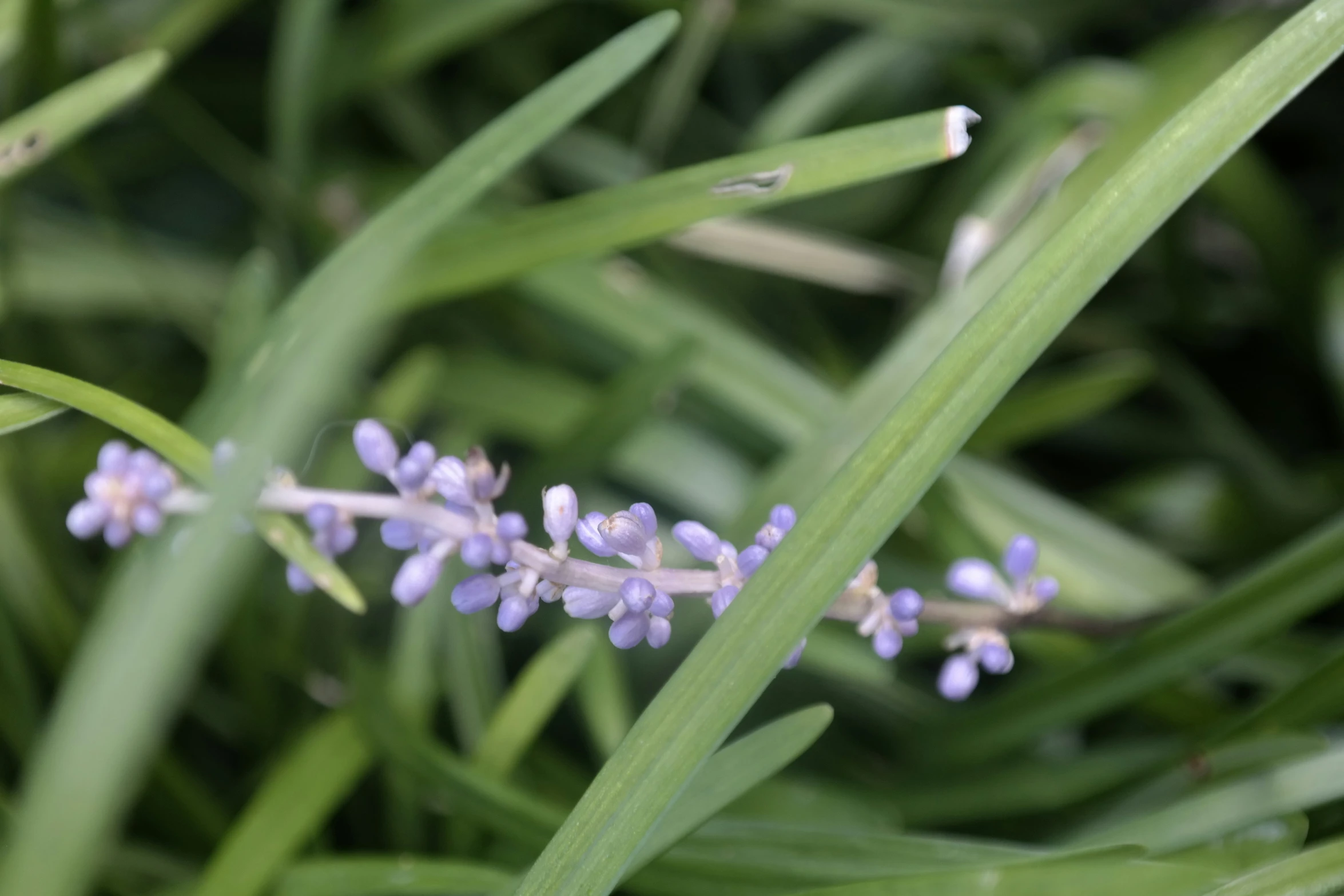 small purple flowers growing out of the middle of green grass