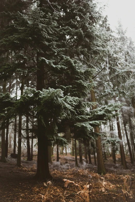 a group of tall trees near each other