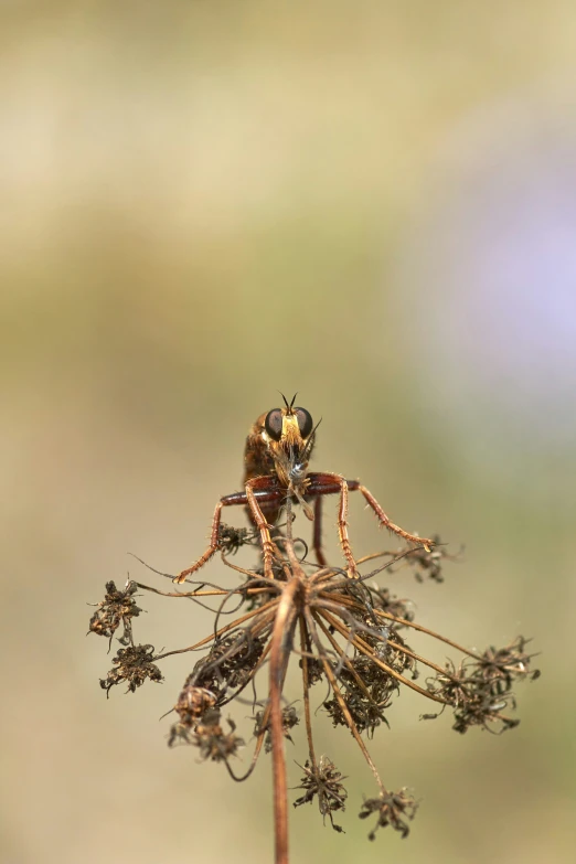 some bugs are hanging on a plant and sitting on top of it