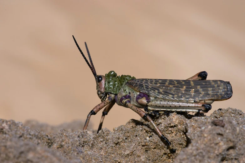 an ornate insect with long legs is standing on top of a rock