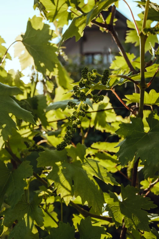 a cluster of leaves in front of a house