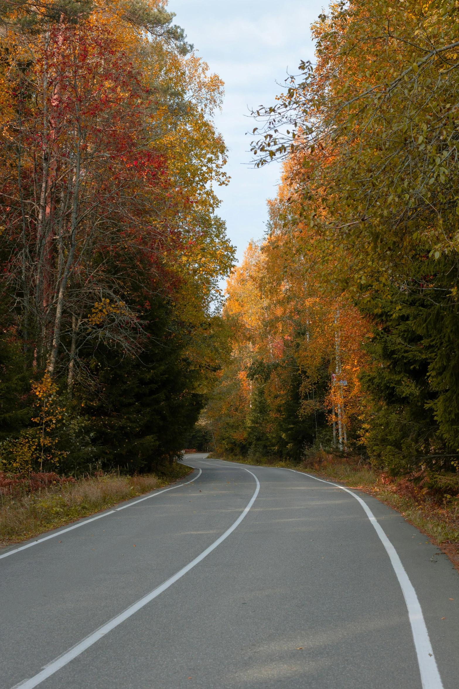 a curvy road surrounded by trees during the fall