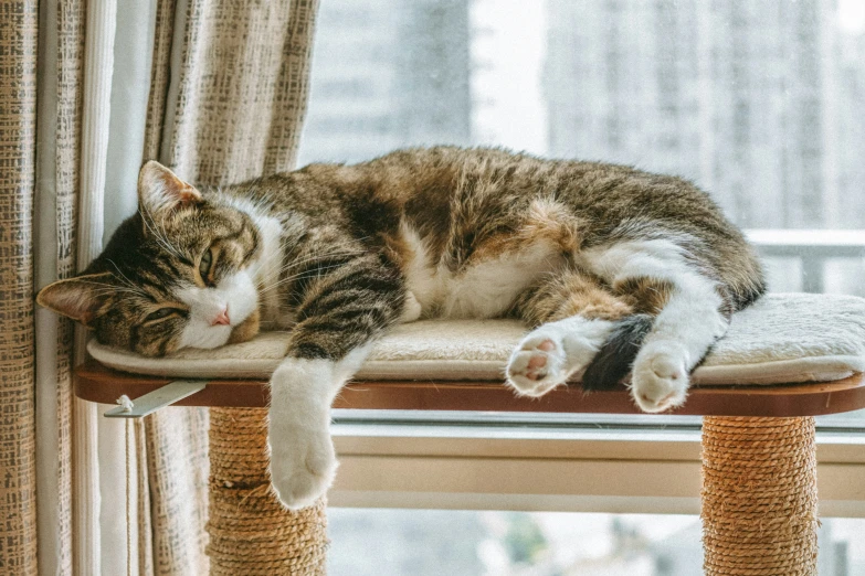 a cat lying on the back of a scratching pole