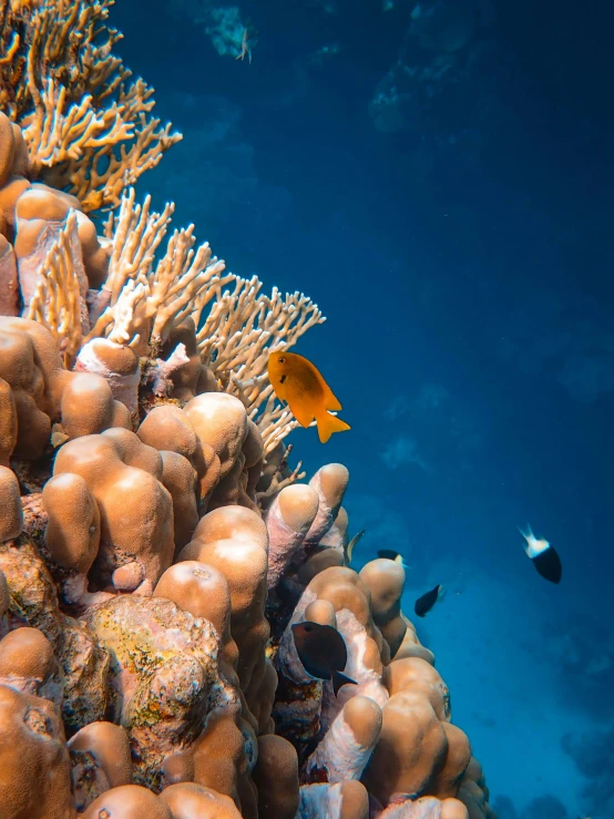 a very colorful and colorful underwater scene with a small fish