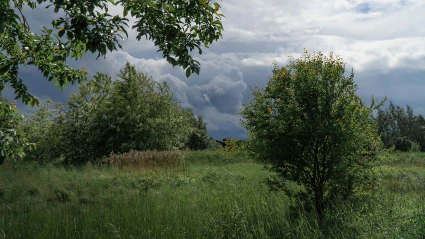 the lush green field of plants under dark clouds