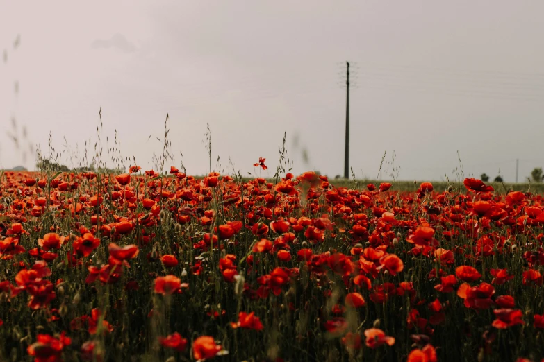 a large field filled with lots of red flowers