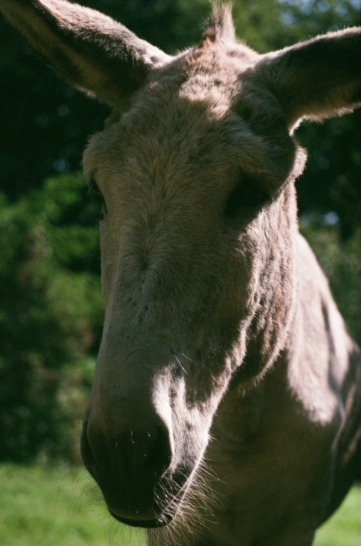 close up po of a donkey looking directly at the camera