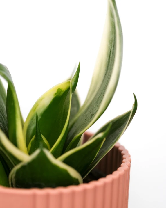 this is a potted plant with very little leaves