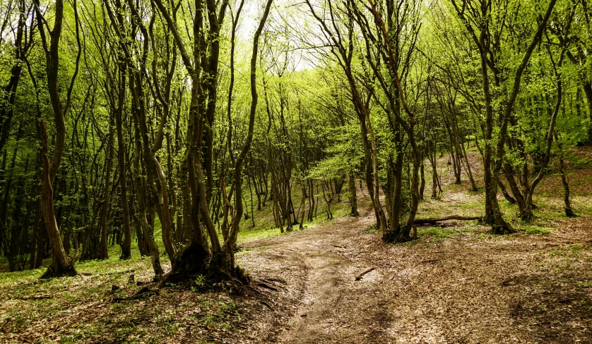 a path winding through an open field surrounded by trees