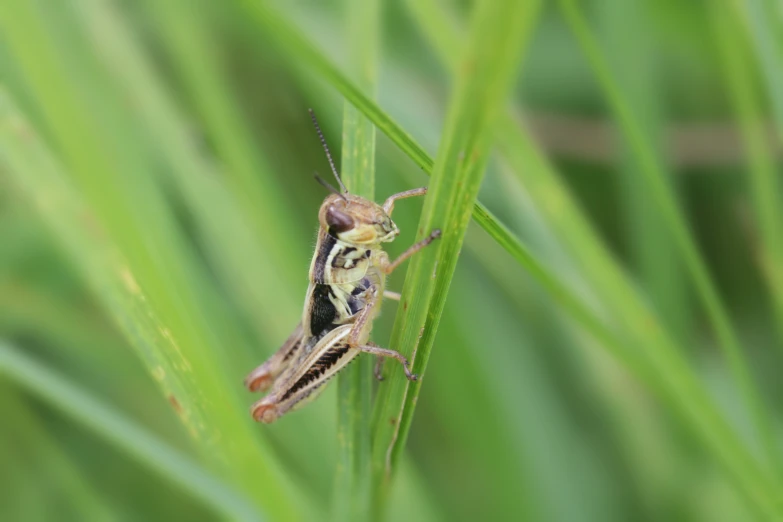 a bug sits on top of a green plant