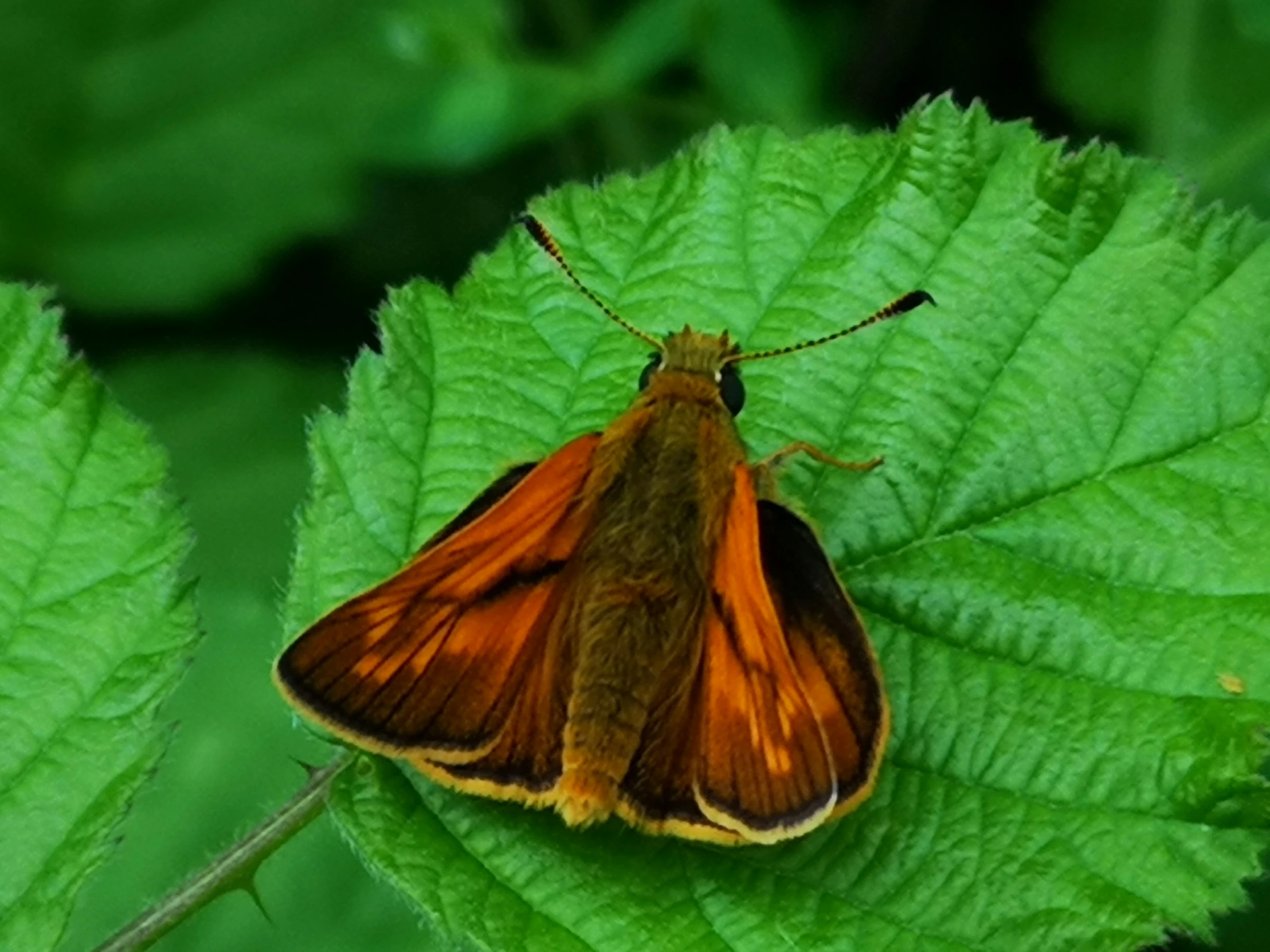 a small orange and black moth is sitting on a leaf