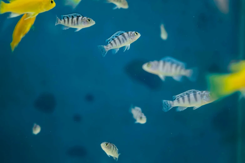 a school of fish swimming in an aquarium