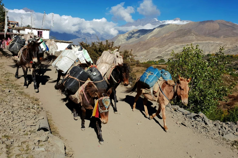 several animals walking uphill on a dirt trail