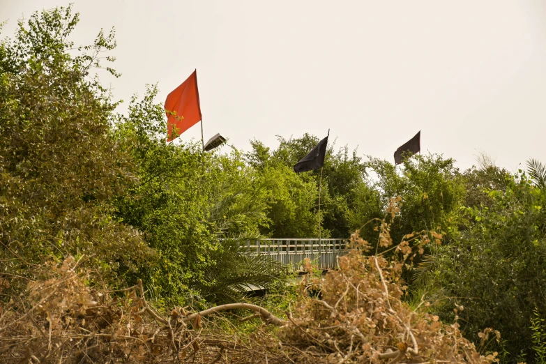 red flags flying above trees in a park