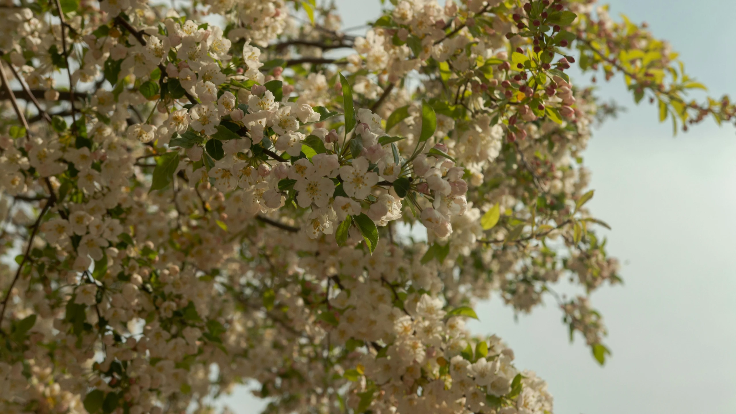 the back side of a flowering tree with white flowers