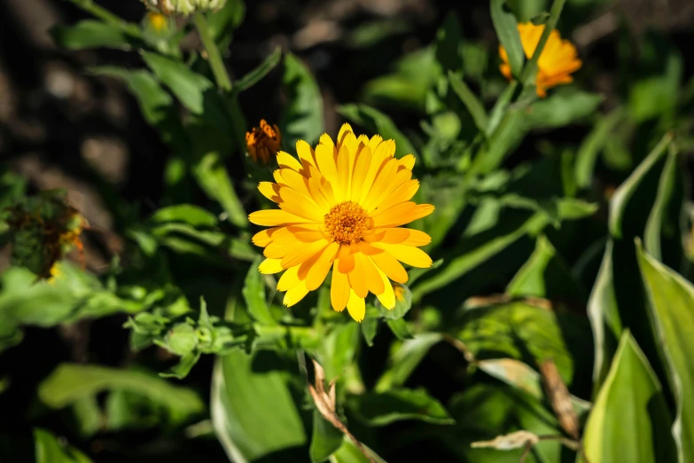 a single yellow flower stands out among the green leaves