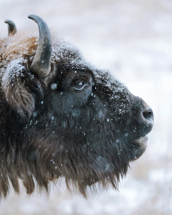 an animal with long horns in the snow